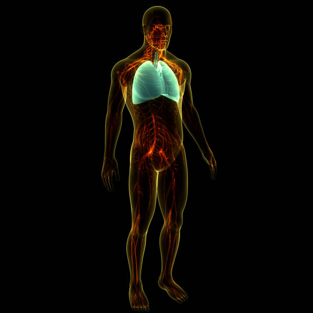 3D Illustration Concept of Human Respiratory System Lungs Anatomy