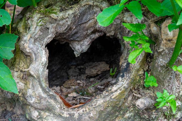 A close-up photograph of a heart-shaped cavity in a tree trunk. The cavity is dark and appears to be hollow. Green leaves from the surrounding forest vegetation frame the opening.