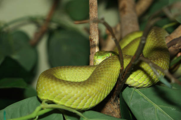 istock The snake (green pit viper) is rest on the stick tree 2162420844