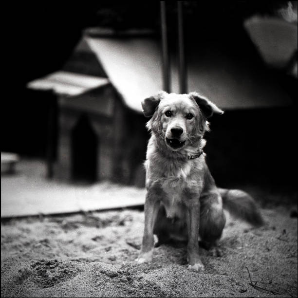 Dog and kennel