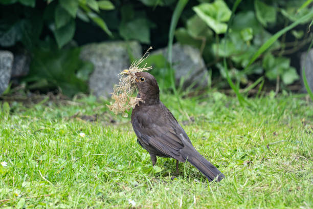 istock female common blackbird (Turdus merula) with with nesting material in its beak 2162422735