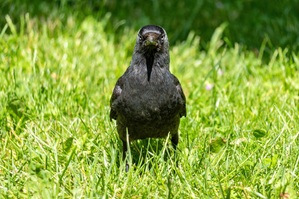 A black jackdaw walks in the meadow