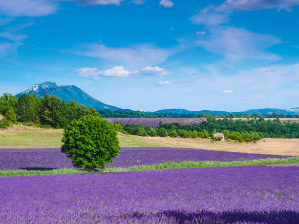 istock Provence landscape with lavender fields, France 2162423792