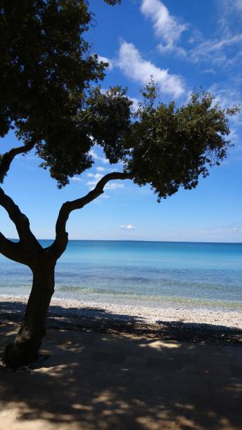 istock Canopy of olive trees, calm sea, white clouds and blue sky 2162423875