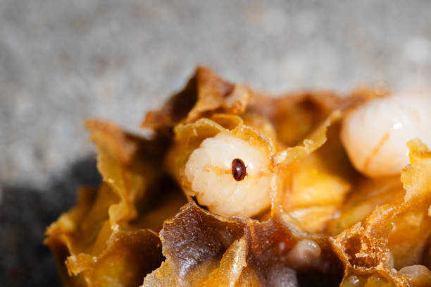 A Varroa mite on a honey bee larva