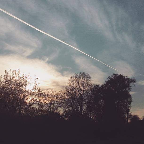 treetops, chemtrails and blue sky