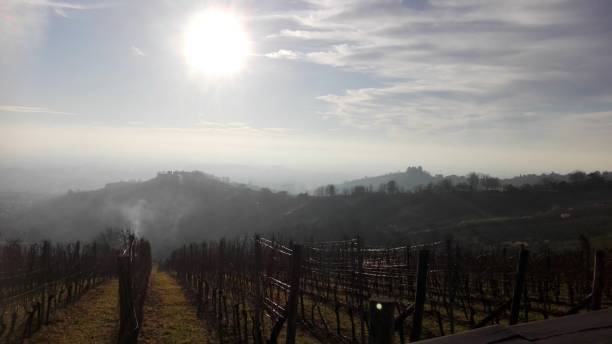 istock Vineyard on a sunny autumn day 2162424185
