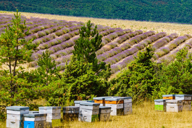 istock Bee hives at lavender field 2162427738