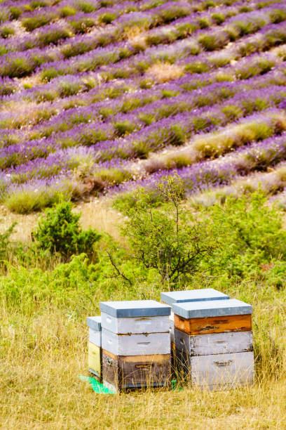 istock Bee hives at lavender field 2162427780