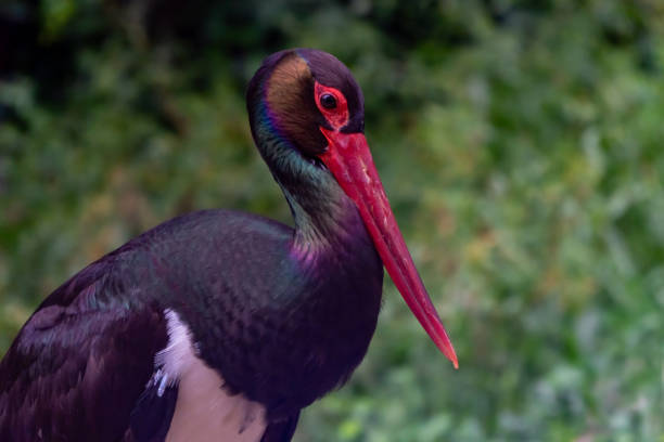 Ciconia nigra is a shy and wary species that lives in Africa, Europe and Asia