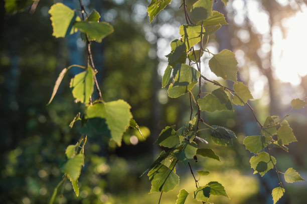 istock close-up view of green birch leaves on branches, illuminated by soft sunlight 2162429203
