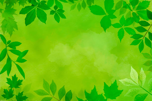 A close-up view of unripe green grape clusters hanging from a leafy vine. The soft focus background emphasizes the vibrant leaves and natural texture of the fruit, symbolizing growth, agriculture, and the promise of harvest.