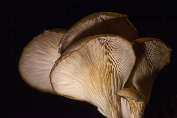 istock oyster mushrooms macro 13195 2162429823