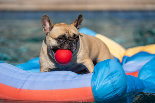 istock French bulldog on a swim float with a red ball 2162430660