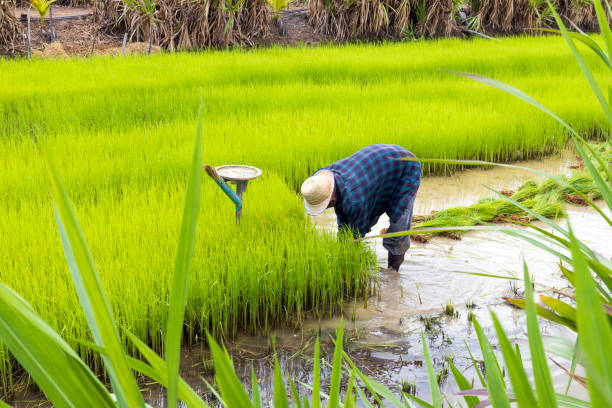 istock Farmer Working in Green Rice Field 2162430675