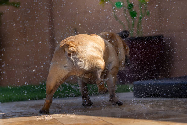 istock French bulldog shaking off water 2162430733