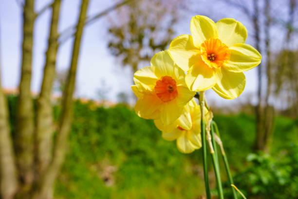 Yellow daffodil flowers in garden