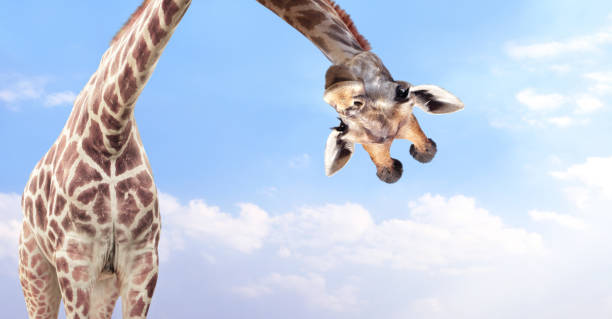Giraffe face head hanging upside down. Curious giraffe peeks from above. Cute giraffe looks interested. Animal stares interestedly. On blue sky background with white clouds