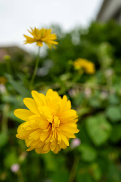 Black eyed Susan yellow flowers, uncultured close up