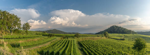 istock Vineyard in panoramic landscape in stormy weather. 2162431052