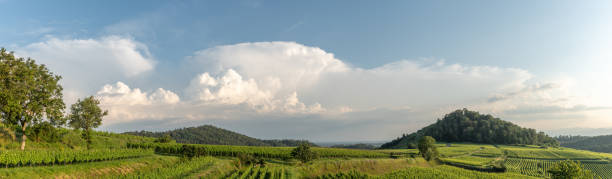 istock Vineyard in panoramic landscape in stormy weather. 2162431055