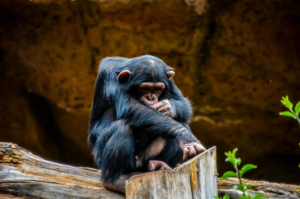 istock A baby monkey is sitting on a log and looking down 2162431237