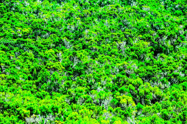 A lush green field with many trees and bushes. Concept of tranquility and natural beauty