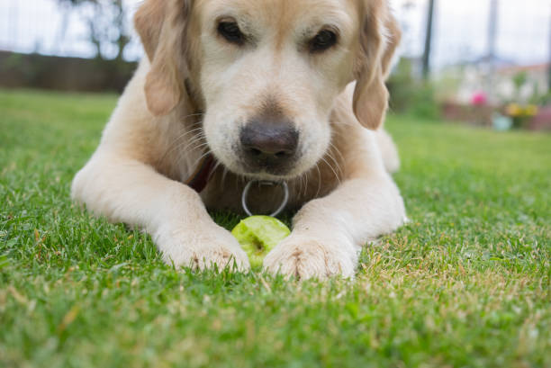 Golden retriever eating apple outside at grass.