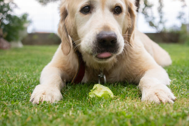 Golden retriever eating apple outside at grass.