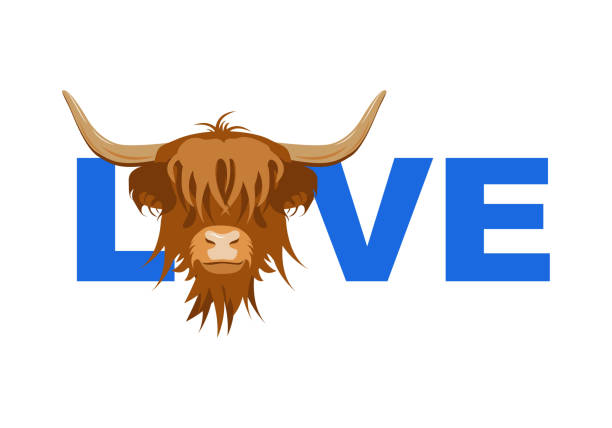 Love Word with Portrait of Highland cattle, cow. Love Word with Portrait of Highland cattle, cow, Cute head of Scottish cattle, Scottish sign. Design element for logo, poster, card, banner, emblem, t shirt. Vector illustration. british beef cow stock illustrations