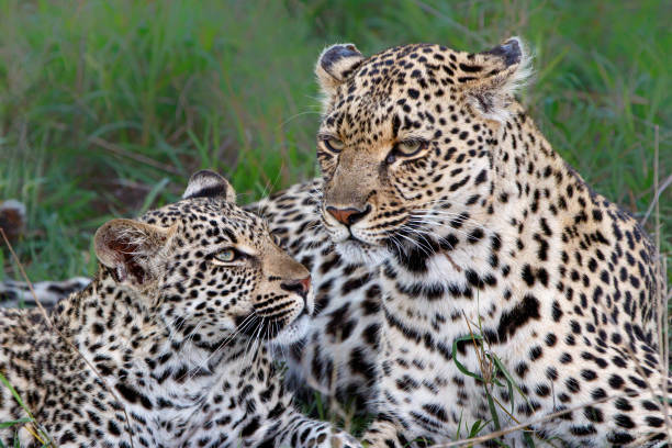 istock Leopard mother and cub in Sabi Sands Game Reserve 2162433220