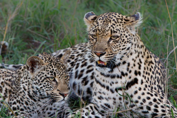 istock Leopard mother and cub in Sabi Sands Game Reserve 2162433224