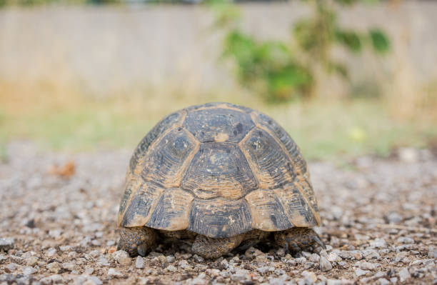 istock Back view of turtle walking on dirt road 2162433227