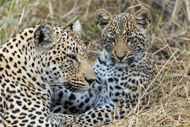 istock Leopard mother and cub in Sabi Sands Game Reserve 2162433284