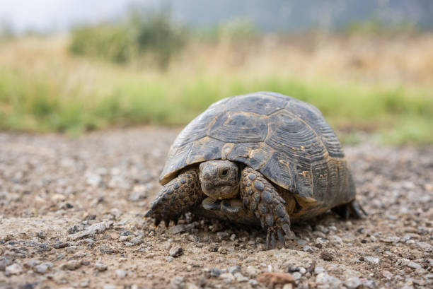 Gopher Tortoise (Gopherus polyphemus) - walking in the field