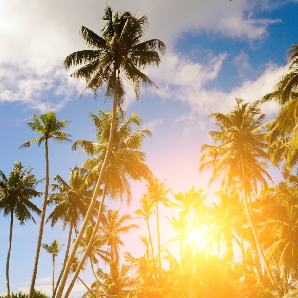 Coconut palm trees on colorful sunrise.