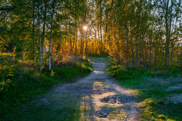 Hiking trail leading to the birch forest. Beautiful forest path at sunset.