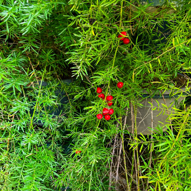 Nandina domestica fruit, autumn in japan