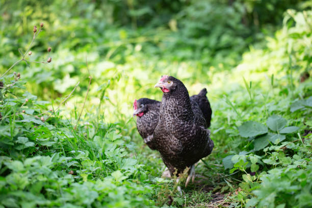 Two chicken roaming in garden in summer