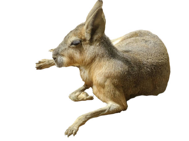 Patagonian cavi in a Pampas grassland environment, Side view of a Patagonian Mara, Close view of a Mara, Patagonian mara sitting on the ground, Patagonian cavi in a grassland environment, Patagonian mara resting on the field, Dolichotis patagonum\n\nThe Patagonian mara (Dolichotis patagonum) is a relatively large rodent in the mara genus Dolichotis. It is also known as the Patagonian cavy or Patagonian hare. This herbivorous, somewhat rabbit-like animal is found in open and semiopen habitats in Argentina, including large parts of Patagonia. A population has also been recorded in the northern United Arab Emirates, possibly as a result of escaped pets or captive animals. It is monogamous, but often breeds in warrens shared by several pairs.