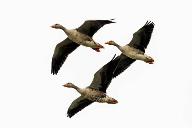 istock Greylag geese in flight on a white background 2162437900