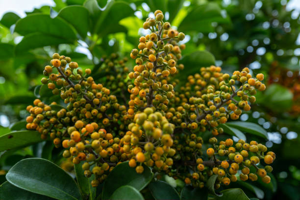 istock Fruits of Umbrella tree blooming on a sunny day 2162438446