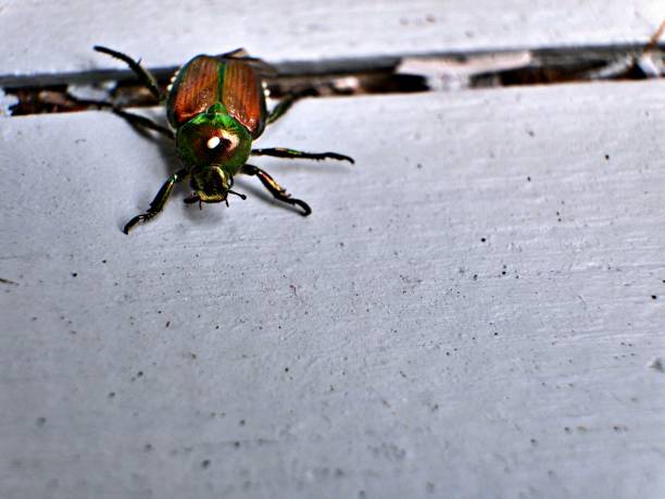 A close up of a Japanese scarab on the floor of my balcony