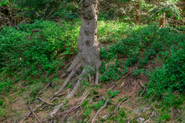 a tree with large protruding roots on a mountain trail