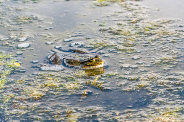 istock A large green frog sits in the marsh. 2162439971