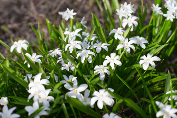 istock Spring white flowers of Chionodoxa alba 2162440645