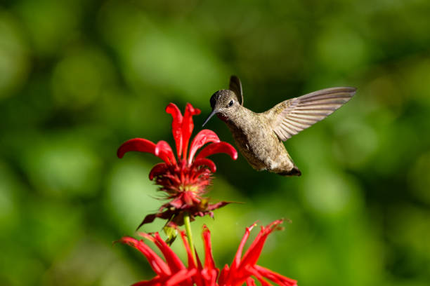 istock Anna's hummingbird feeding on a bee balm, Salt Spring Island, BC Canada 2162441506