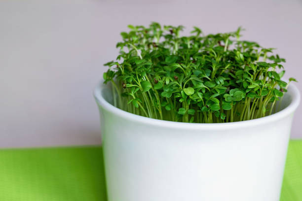 Green sprouts microgreens in a white bowl.