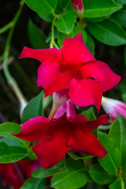 Mandevilla/Rock Trumpet Flower
