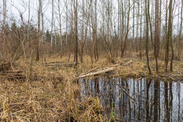 Floodplain forest. Trees growing in water. Wild nature. Pond and trees